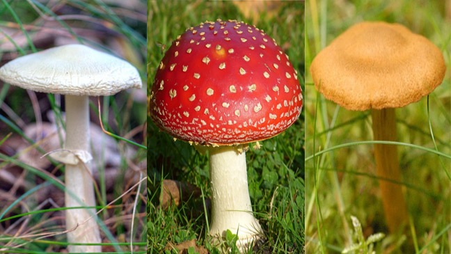 Edible And Non-edible Mushrooms